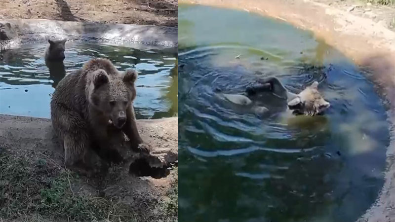 Bursa’da gülümseten görüntüler: Kış uykusundan önce son banyo