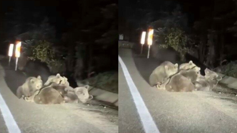 Görüntüler Bursa Uludağ’dan… Anne ayı ve yavruları… Görüntüler Bursa Uludağ’dan… Anne ayı ve yavruları…