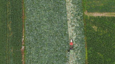 Bafra Ovası’nda beyaz lahana hasadı başladı