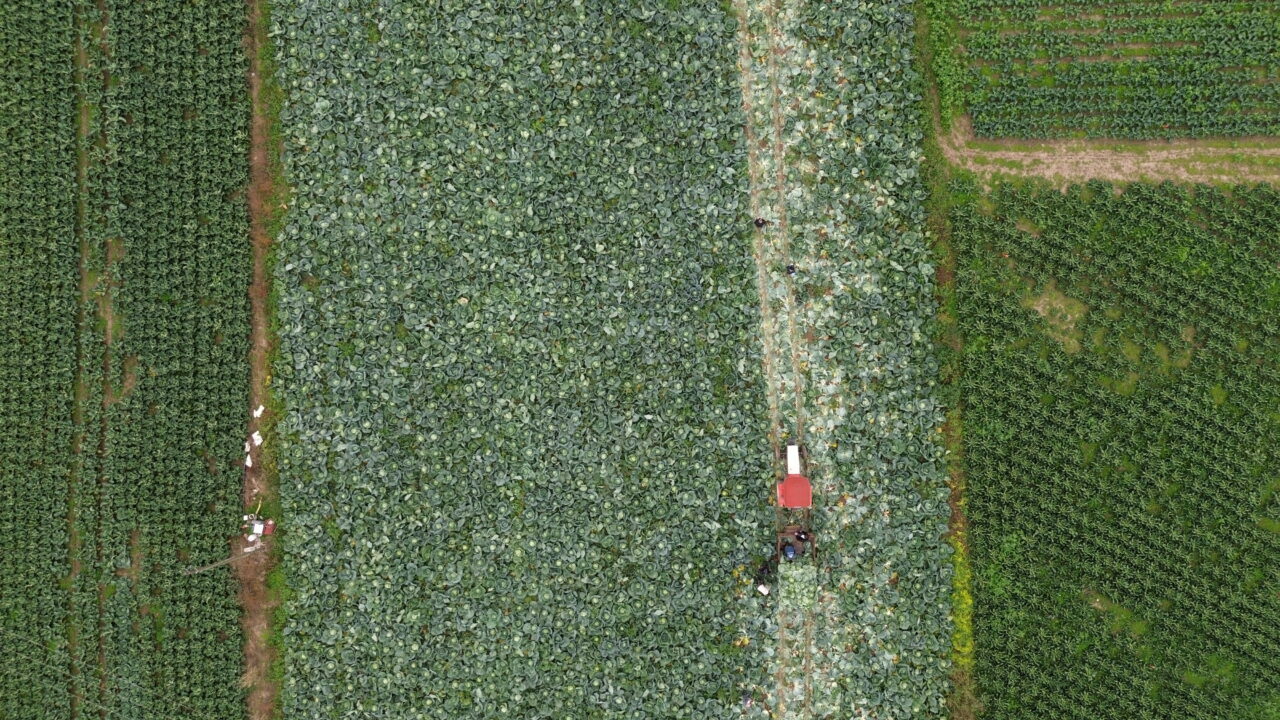 Bafra Ovası’nda beyaz lahana hasadı başladı