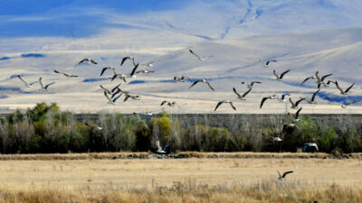 Belgeselleri aratmayan görüntüler! Göçe hazırlanıyorlar