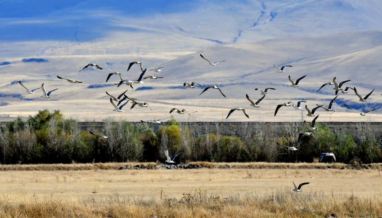 Belgeselleri aratmayan görüntüler! Göçe hazırlanıyorlar Belgeselleri aratmayan görüntüler! Göçe hazırlanıyorlar