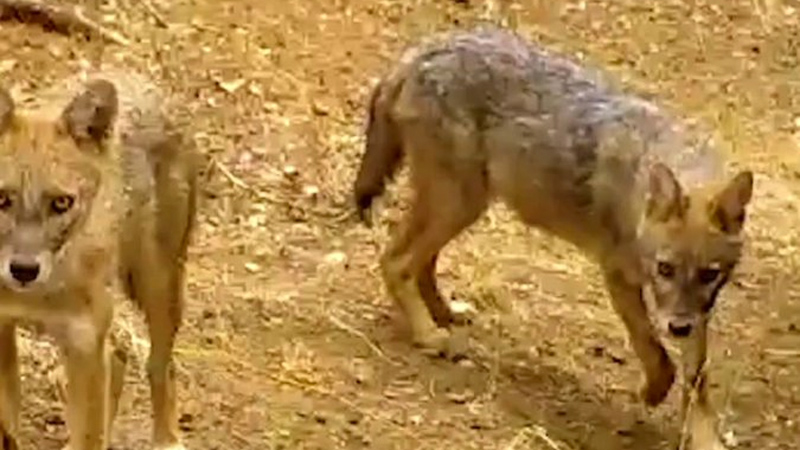 Bursa’da görüntülendiler! ‘Ormanın sessizliğinde…’