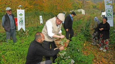Bursa Osmangazi’de üzümsü meyvelerde organik tarım seferberliği