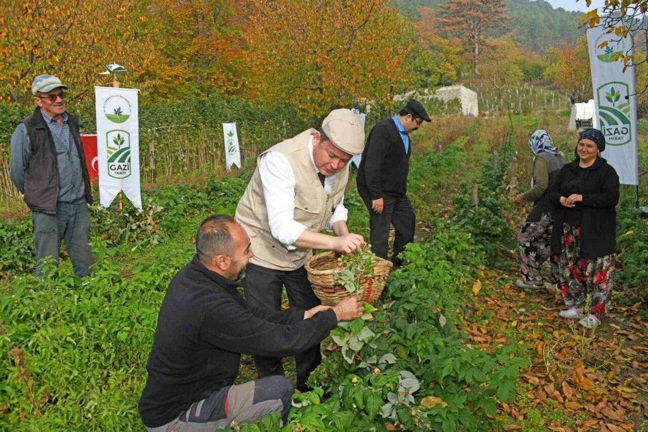 Bursa Osmangazi’de üzümsü meyvelerde organik tarım seferberliği