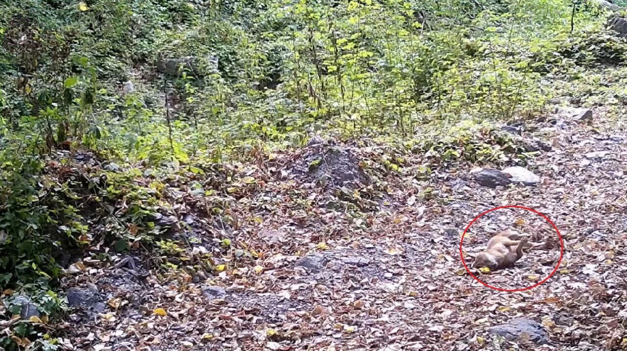 Bursa’da görüntülendi! Yaprakların üzerinde…