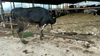 Bursa’da şap hastalığı için önemli açıklama