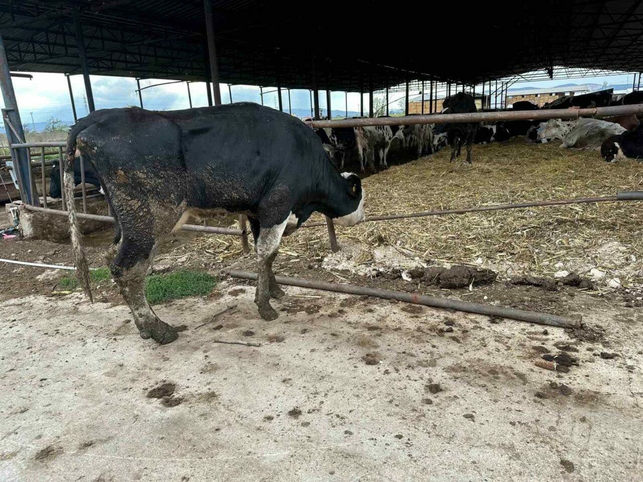 Bursa’da şap hastalığı için önemli açıklama Bursa’da şap hastalığı için önemli açıklama