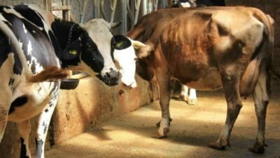 Bursa’da şap hastalığı için önemli uyarı