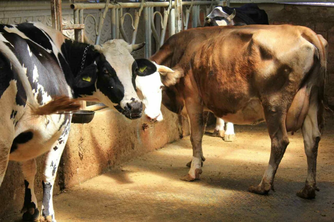 Bursa’da şap hastalığı için önemli uyarı