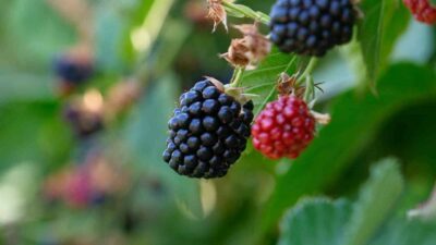 Bursalı üreticiye bir destek daha!