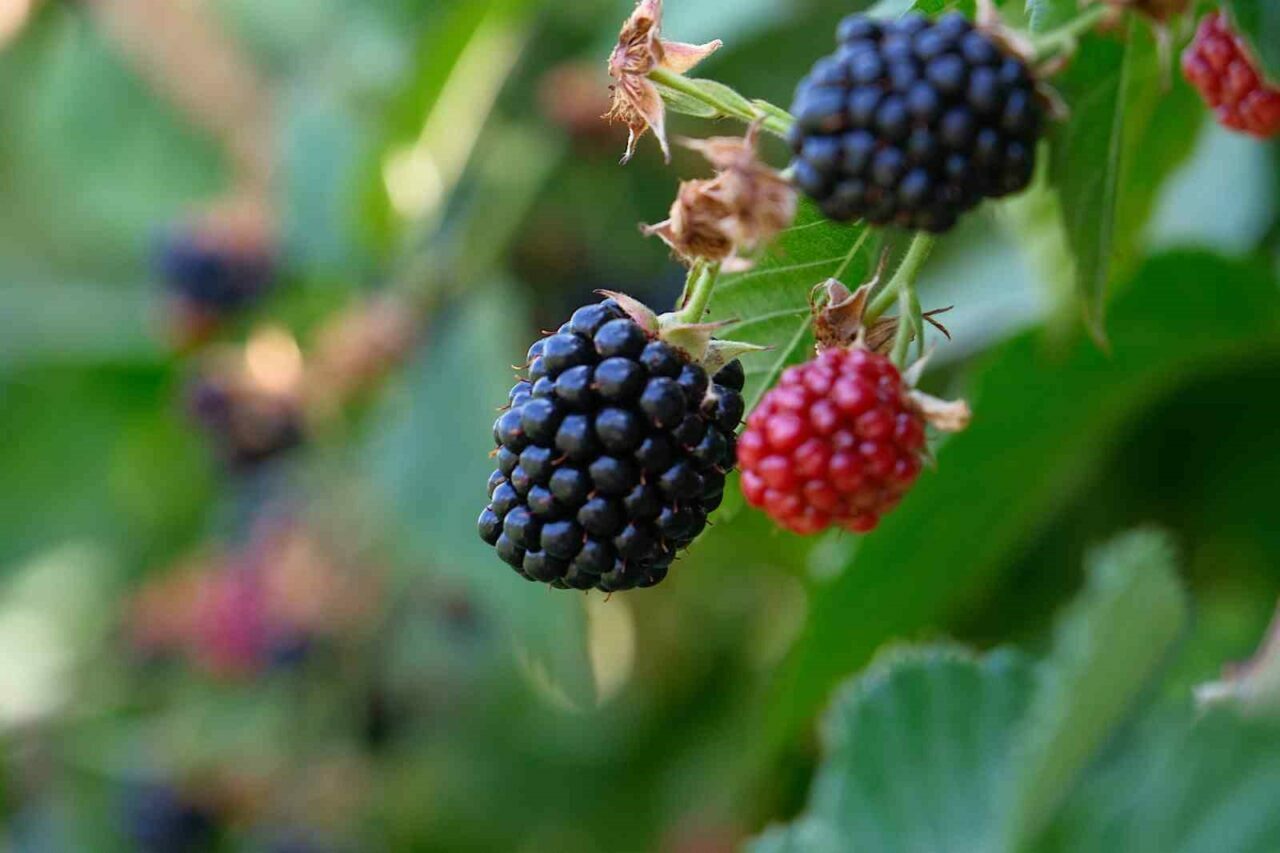 Bursalı üreticiye bir destek daha!