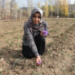 “Çare arayanlara çare olmalıyım” diyerek bitkinin ekimine başladı!