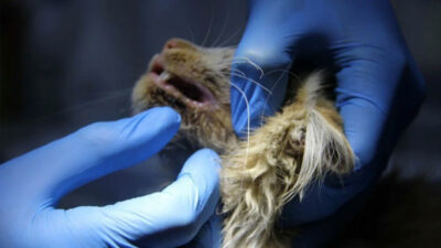 Kedide AIDS tespit edildi! İnsana bulaşır mı?