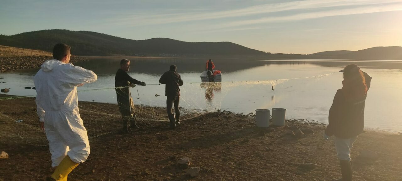 Hayalet ağa takılan 500 balık, canlı olarak kurtarıldı