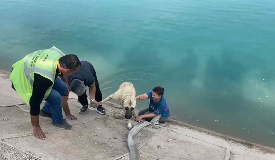 İki çocuklu kahraman anne Fırat’a düşen kangalı böyle kurtardı