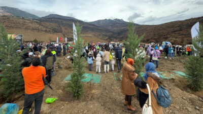 Bursa’da yanan ormanlar yeniden yeşeriyor