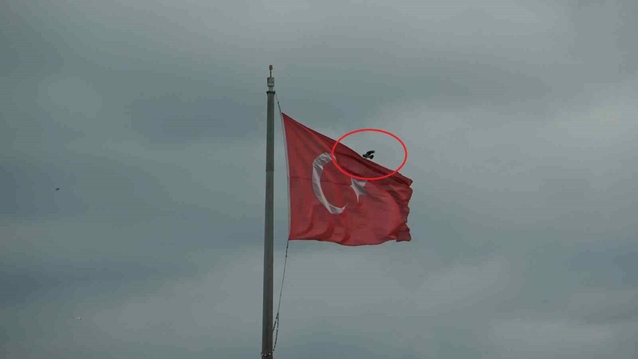 Karganın Türk bayrağı inadı Karganın Türk bayrağı inadı