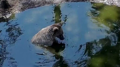 Görüntüler Bursa’dan… Kış uykusundan önceki son banyo keyfi