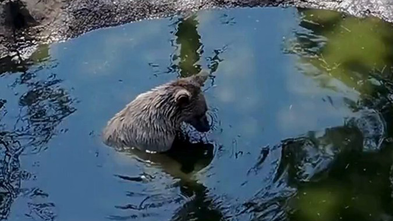 Görüntüler Bursa’dan… Kış uykusundan önceki son banyo keyfi Görüntüler Bursa’dan… Kış uykusundan önceki son banyo keyfi
