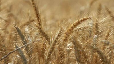 Küresel tahıl üretiminde tüm zamanların zirvesi geliyor