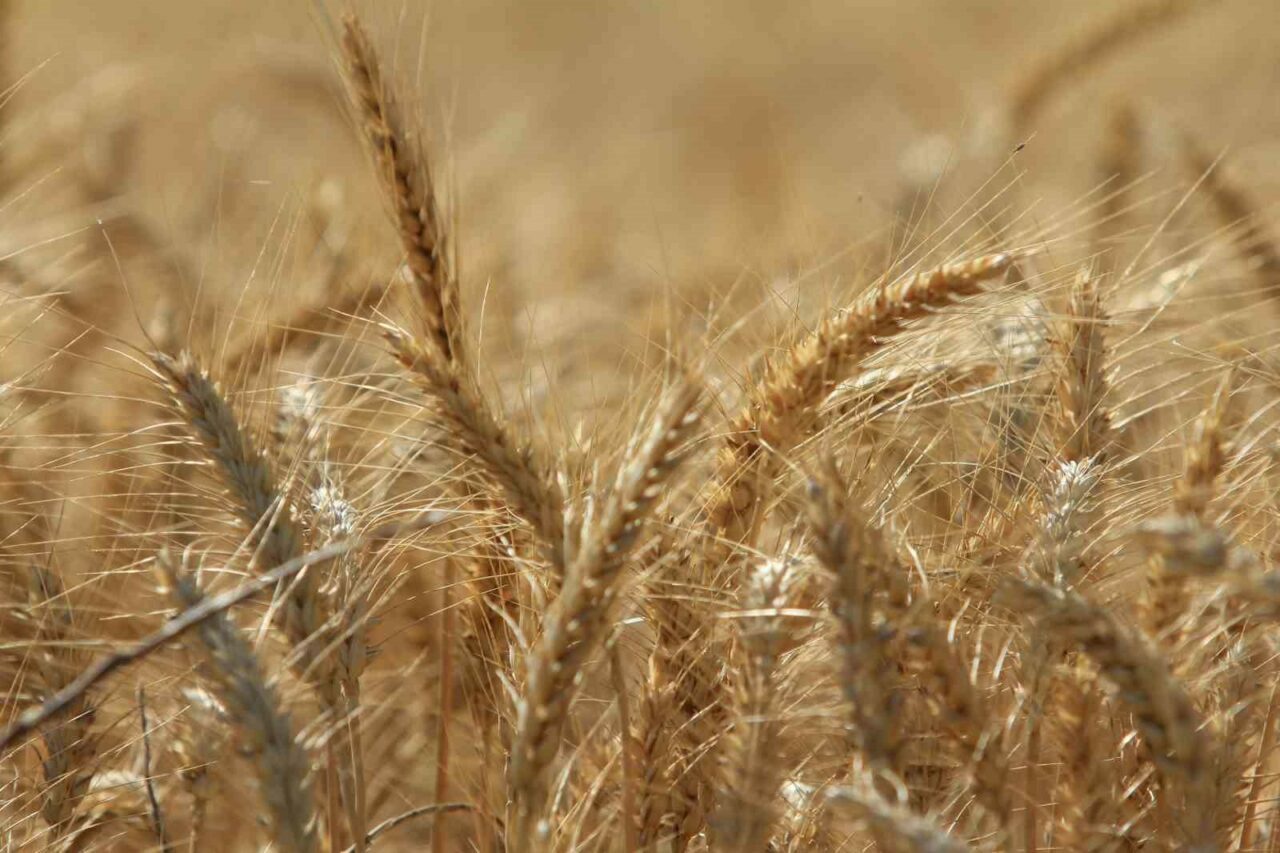 Küresel tahıl üretiminde tüm zamanların zirvesi geliyor