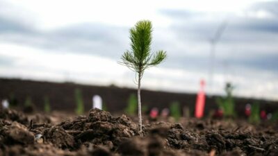 Milli Ağaçlandırma Günü’nde çifte rekor