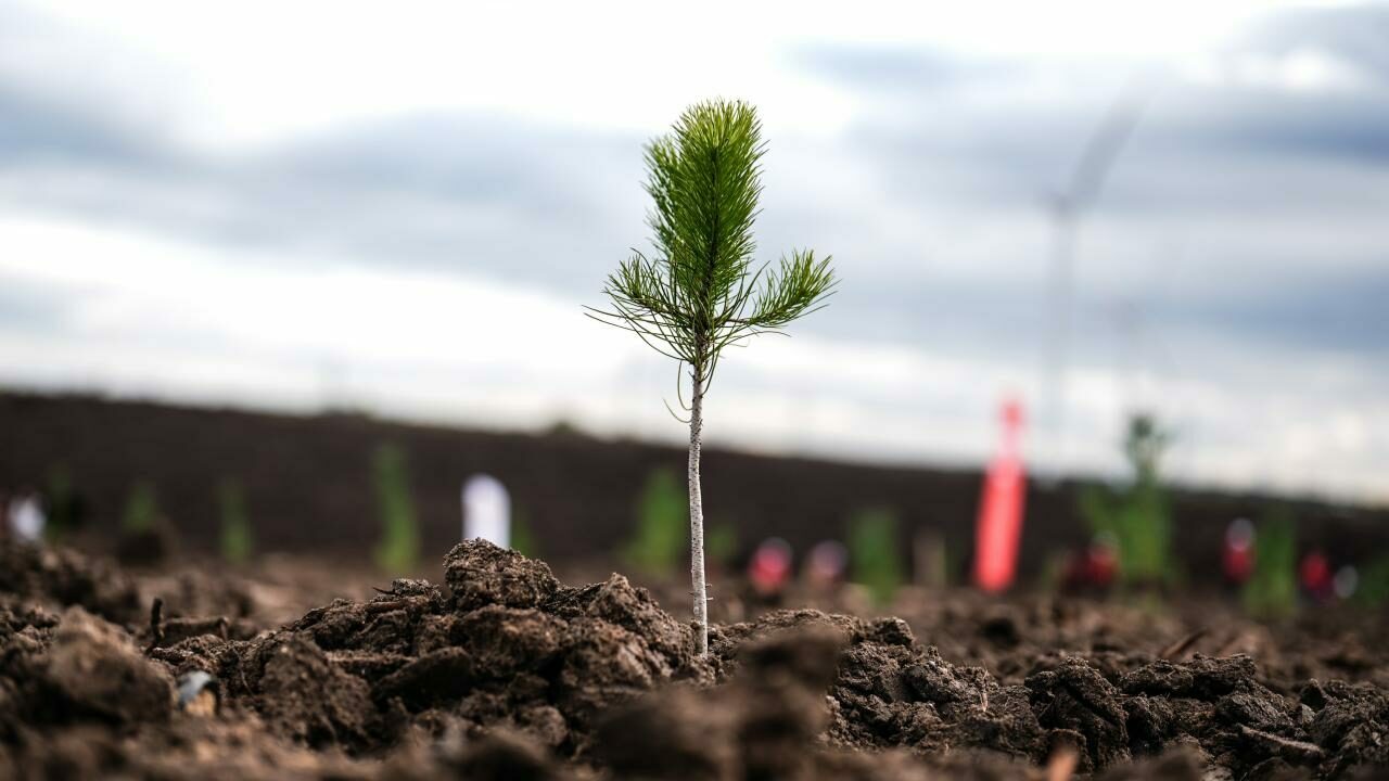 Milli Ağaçlandırma Günü’nde çifte rekor