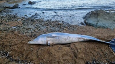 Ölü yunus sahile vurdu