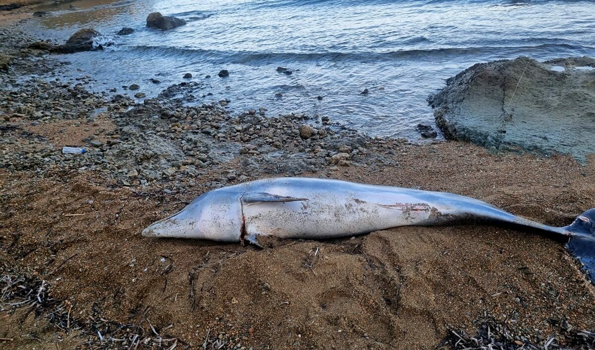 Ölü yunus sahile vurdu
