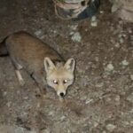 Kömbe yiyen tilki kameralarda!