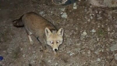 Kömbe yiyen tilki kameralarda!