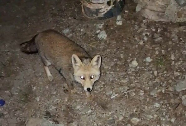 Kömbe yiyen tilki kameralarda! Kömbe yiyen tilki kameralarda!