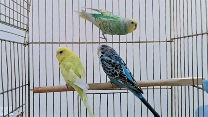 Petshoplarda yaban hayvanı satışı için ruhsat şartı Doğa Koruma ve Milli Parklar Genel Müdürlüğü (DKMP), petshoplarda yaban