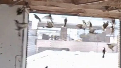 Bursa’da 79 kuş yeniden özgürlüğe kanat çırptı!