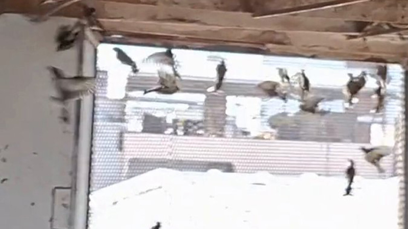 Bursa’da 79 kuş yeniden özgürlüğe kanat çırptı!