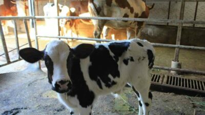 Besicilerin şap kâbusu! Yüzde 30 kayıp tahmini…