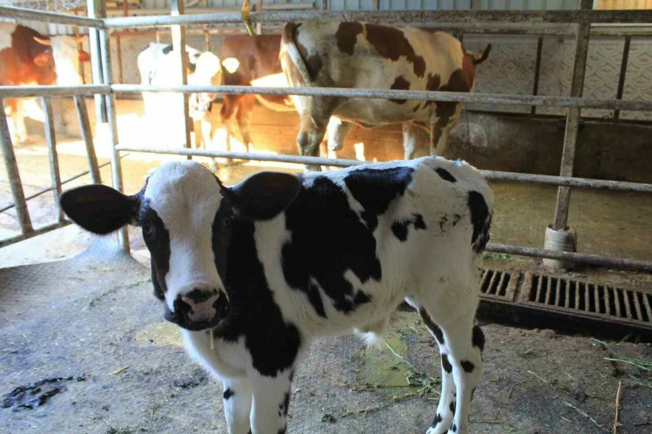 Besicilerin şap kâbusu! Yüzde 30 kayıp tahmini…