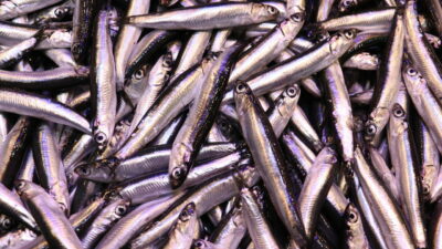 Tezgahlarda hamsi bolluğu! Kilosu 100 lira…