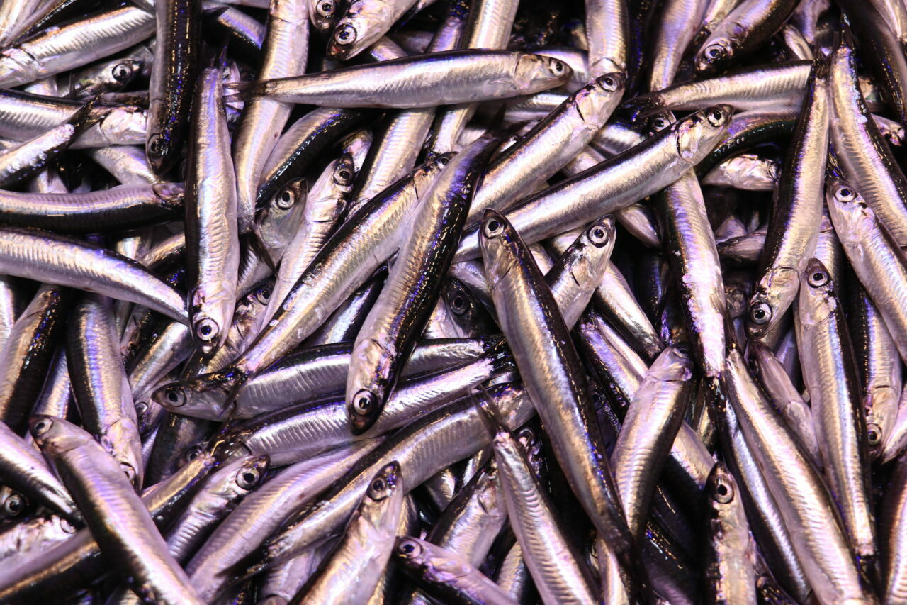 Tezgahlarda hamsi bolluğu! Kilosu 100 lira… Tezgahlarda hamsi bolluğu! Kilosu 100 lira…