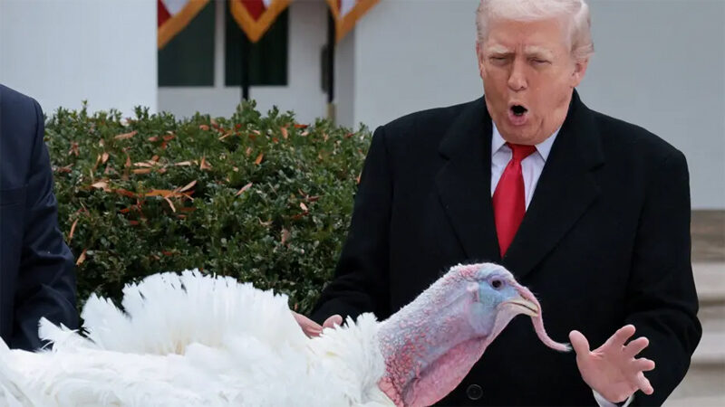 ABD Başkanı Trump iki hindiyi affetti ABD Başkanı Donald Trump, Beyaz Saray'da düzenlenen geleneksel "Şükran Günü"