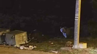 Yer: Bursa Uludağ… Ayılar kış uykusuna yatamayınca…