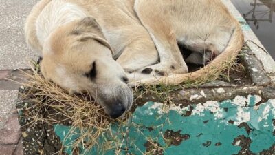 Bursa’dan hayvan hakları için birlik çağrısı