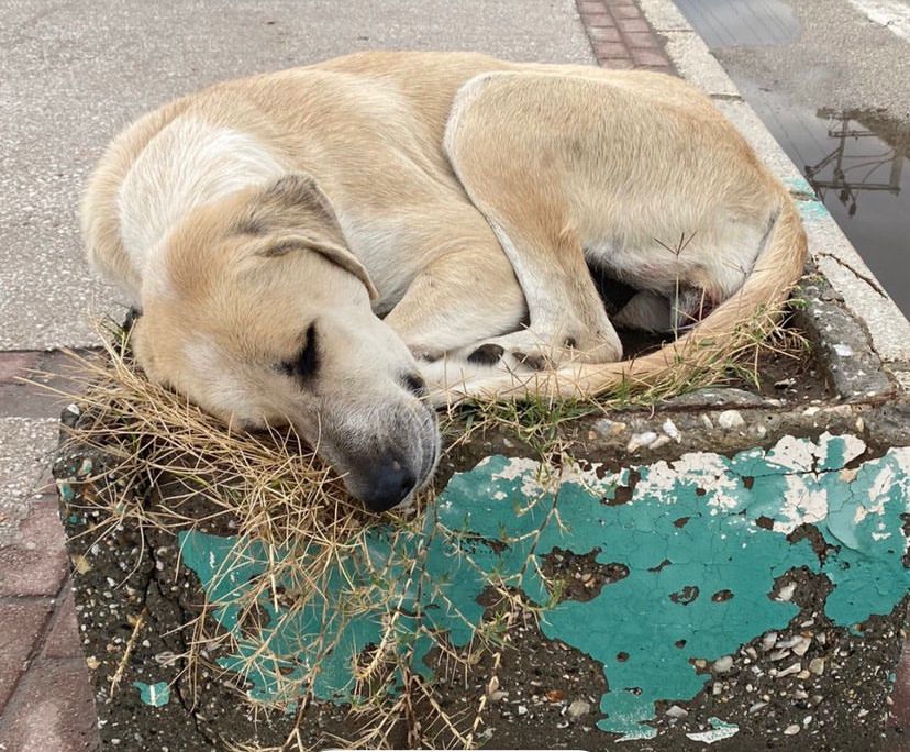 Bursa’dan hayvan hakları için birlik çağrısı