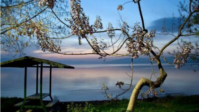 Bursa’da bir zamanlar suyu içiliyordu, şimdi bataklığa döndü!
