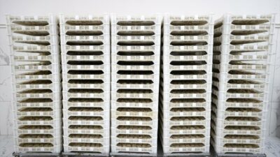 Günde 750 kilogram üretiyor! İhracata hazırlanıyor…