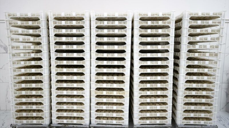 Günde 750 kilogram üretiyor! İhracata hazırlanıyor…