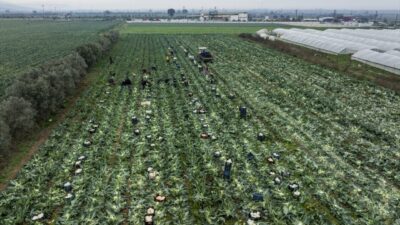 Bu yıl üretim bol, verim iyi!