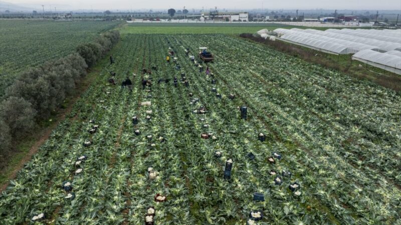 Bu yıl üretim bol, verim iyi!