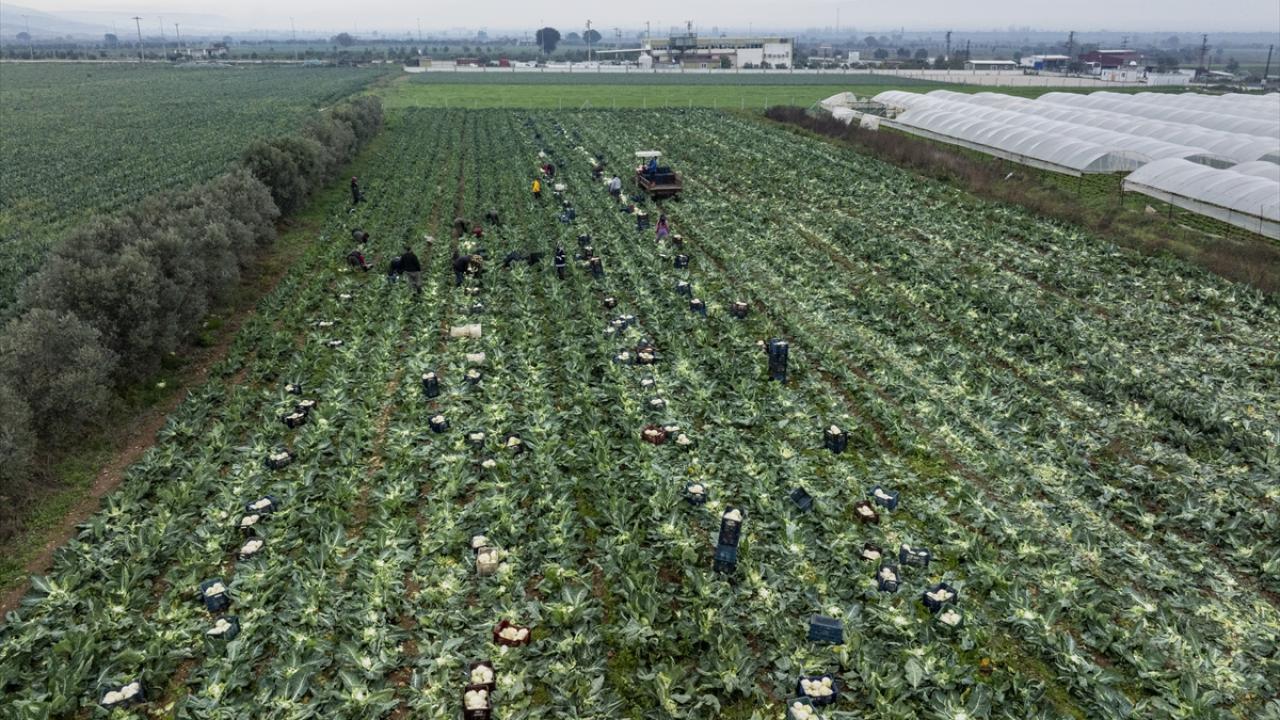 Bu yıl üretim bol, verim iyi! Bu yıl üretim bol, verim iyi!